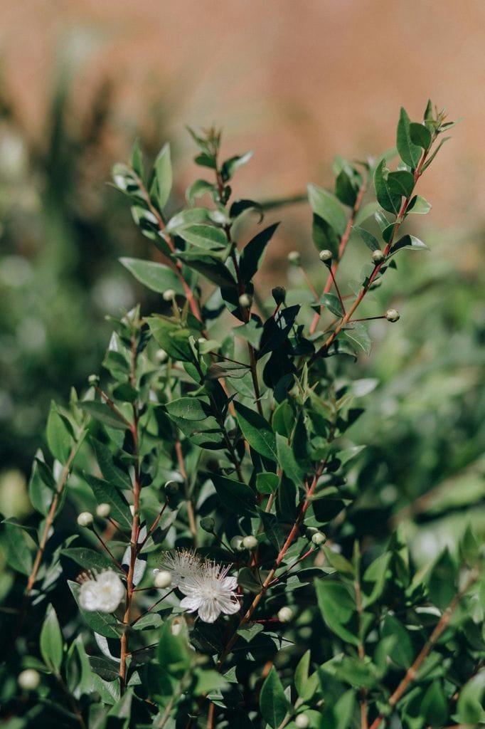 Mirto o arrayán (‘Myrtus communis’)