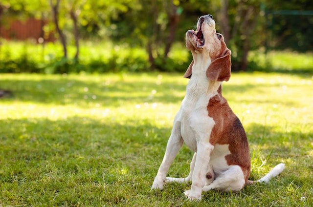 por qué mi perro salchicha le ladra a todo