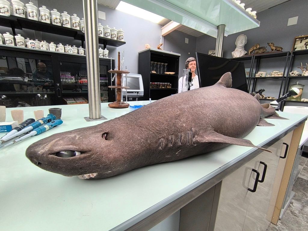 Durante la necropsia se hallaron 12 huevos con embriones, lo que confirmó que la hembra estaba embarazada