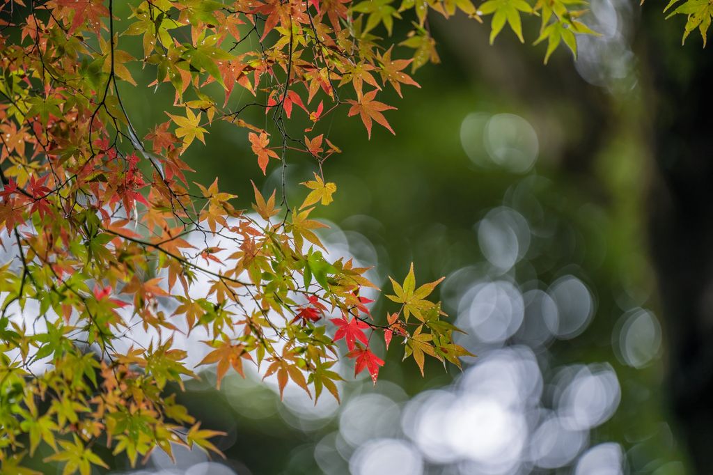 A finales del otoño o durante el invierno se puede realizar en el arce japonés la denominada poda de limpieza o mantenimiento