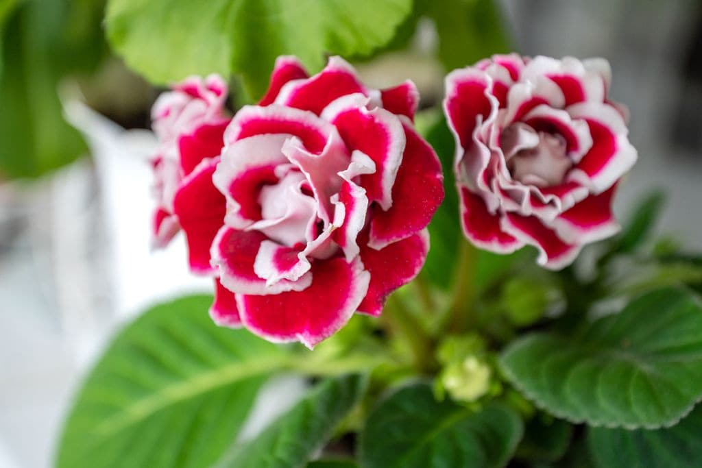 Gloxinia o Sinningia speciosa.