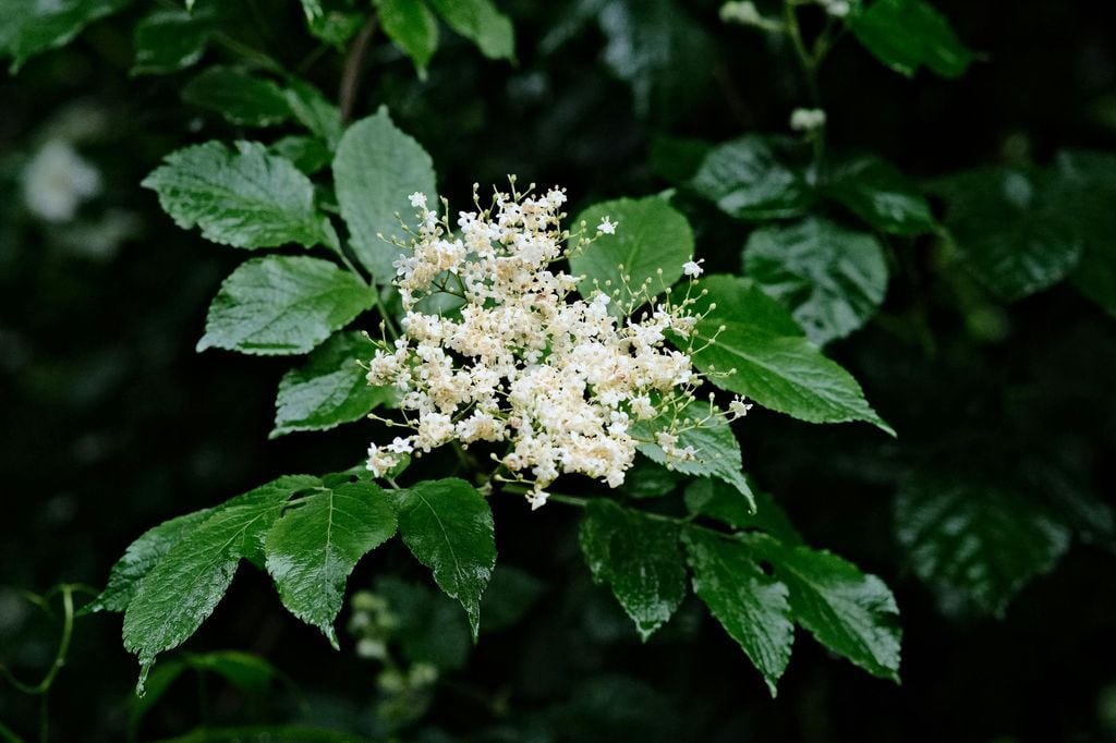 Primer plano de las flores del arbusto saúco (‘Sambucus nigra’), de hojas verde intenso y dentadas