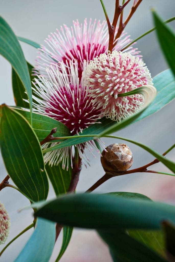 Hakea laurina