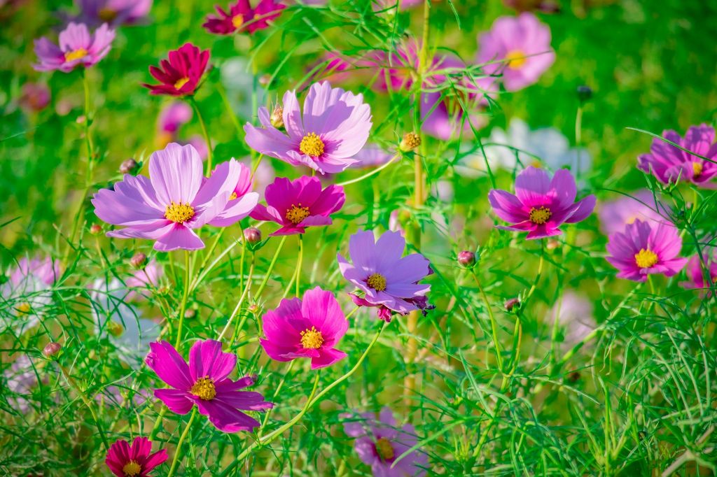 Cosmos flor. 
