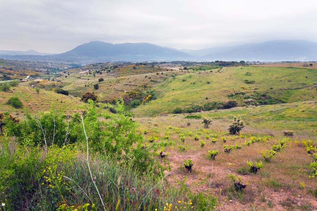 'Now in Gredos' es un certamen que busca acercar los vinos naturales y organiza varias actividades.