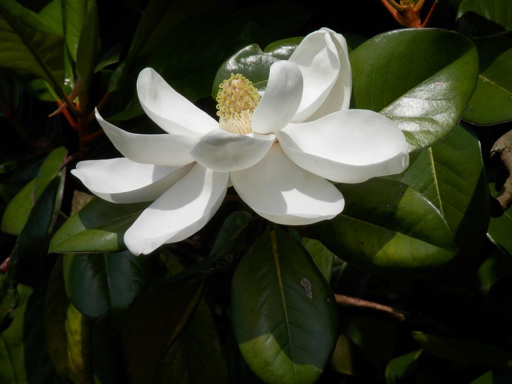 Magnolia grandiflora