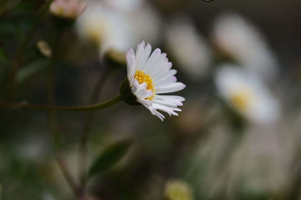 Vitadinia