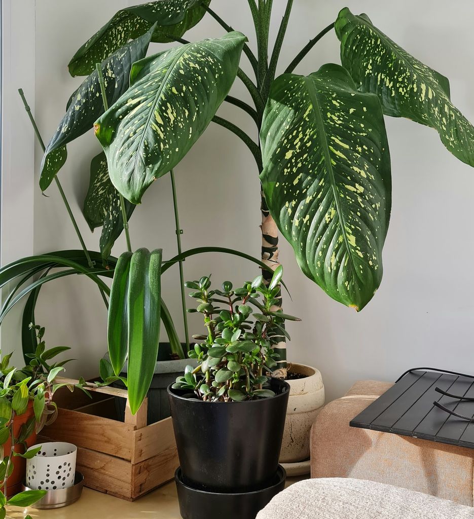 Planta de interior