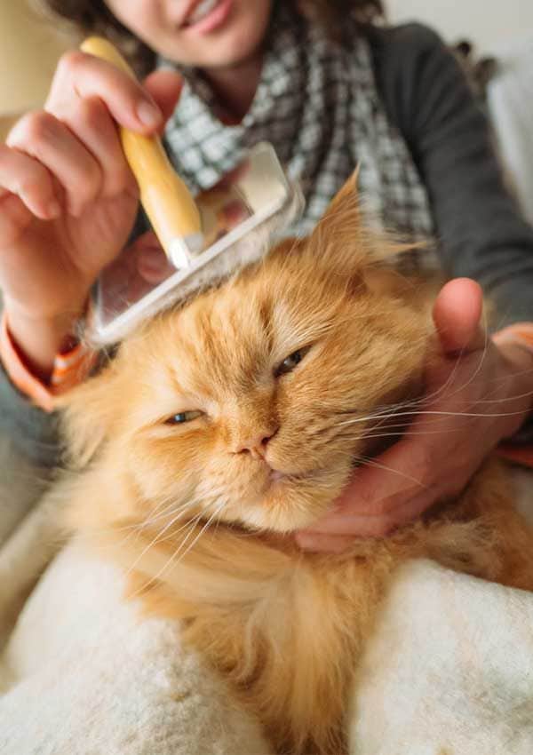 Mujer cepillando a un gato 