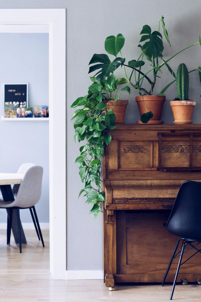 Plantas de interior