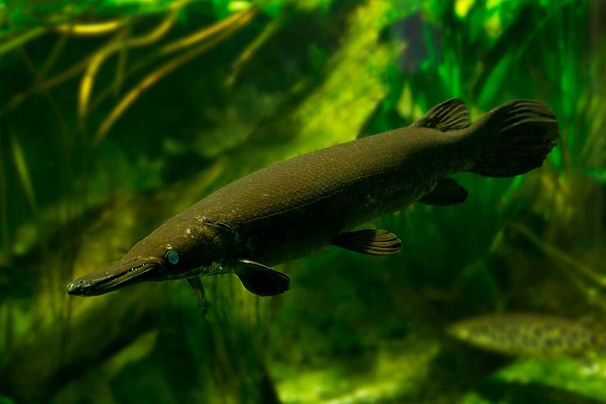 Estas son las especies de pez más raras y sorprendentes del fondo marino