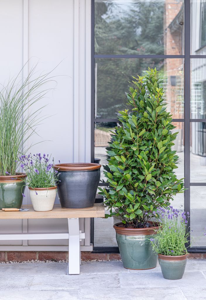 Plantas en macetas de barro esmaltado