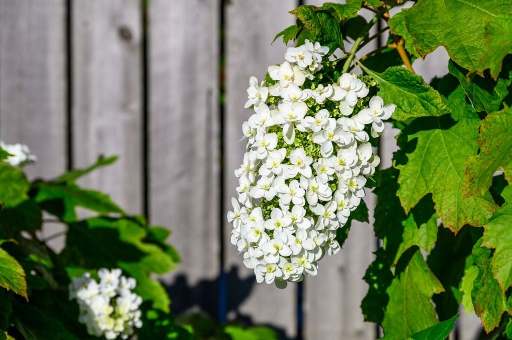 Hydrangea quercifolia u hortensia hoja de roble. 