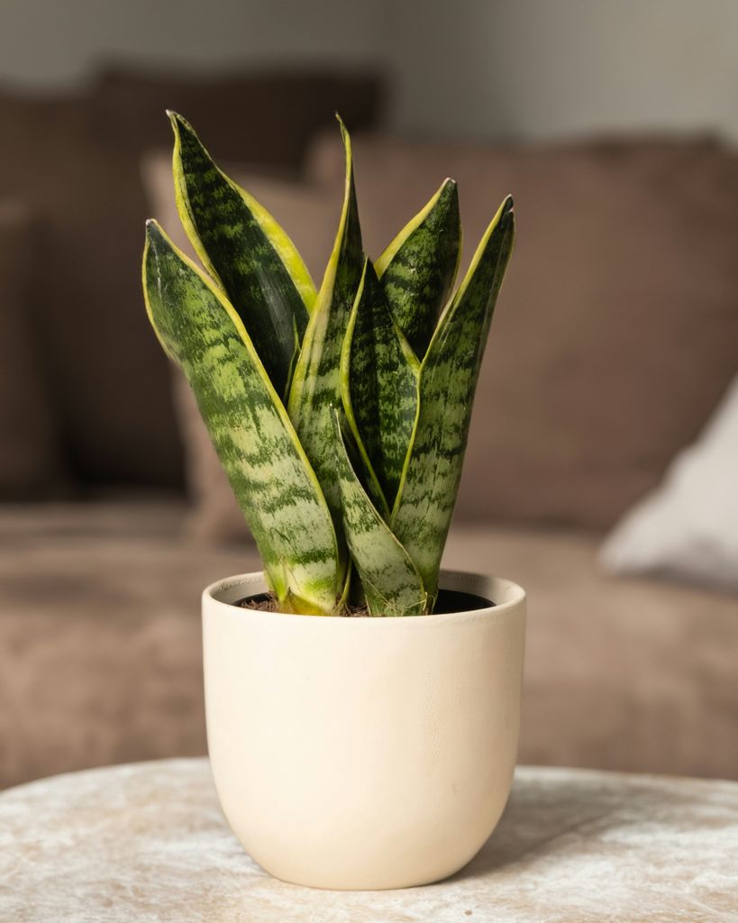 Planta sansevieria