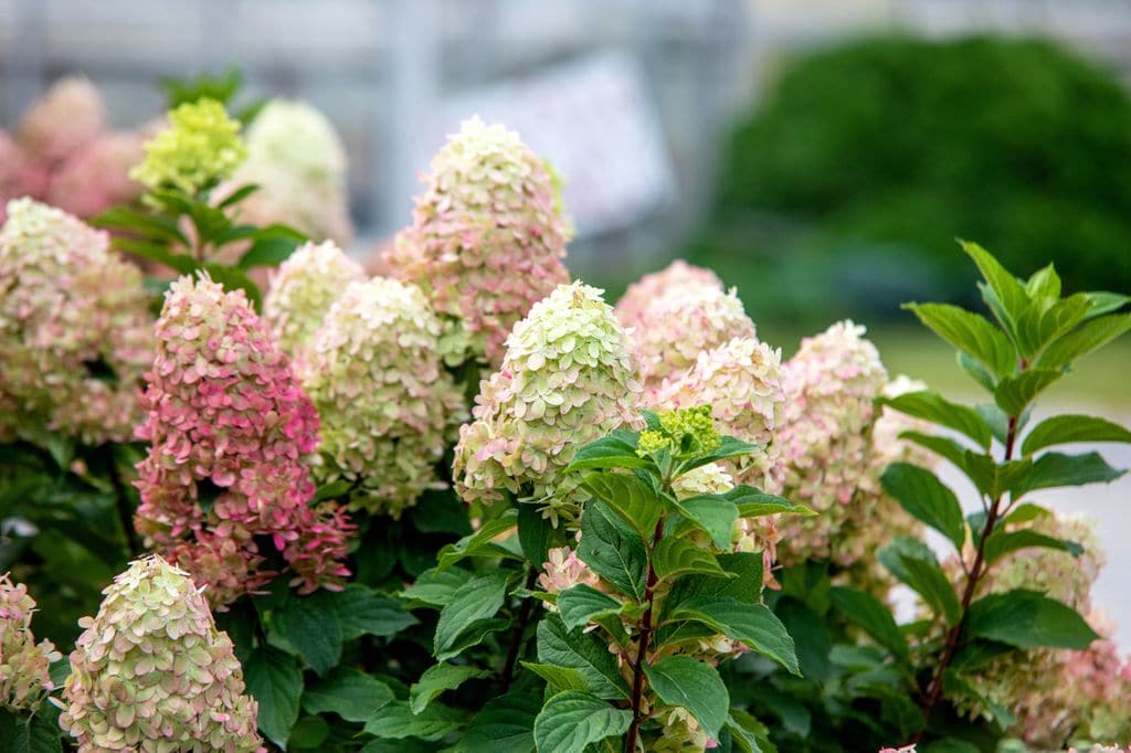 Hortensia paniculata ('Hydrangea paniculata') en flor