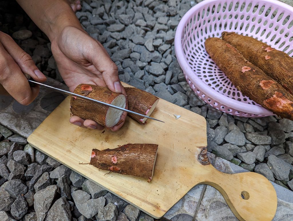 Además de yuca, se conoce también como mandioca o cassava.