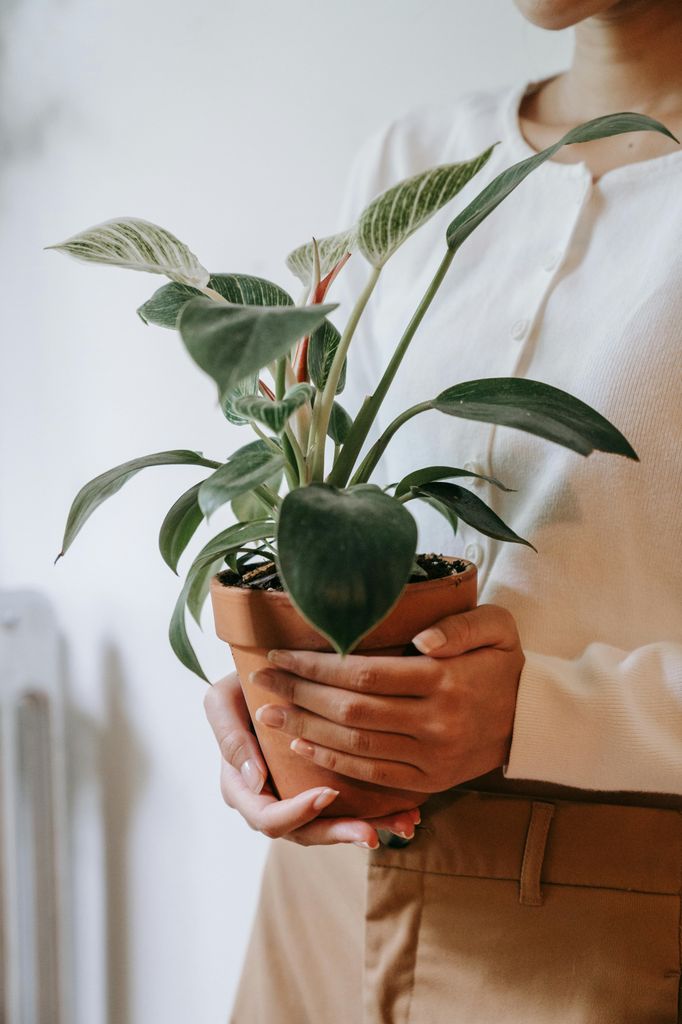 Mujer llevando una planta. 