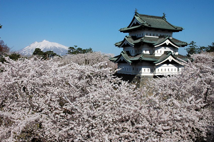 Hirosaki-castillo-floracion-hanami-japon
