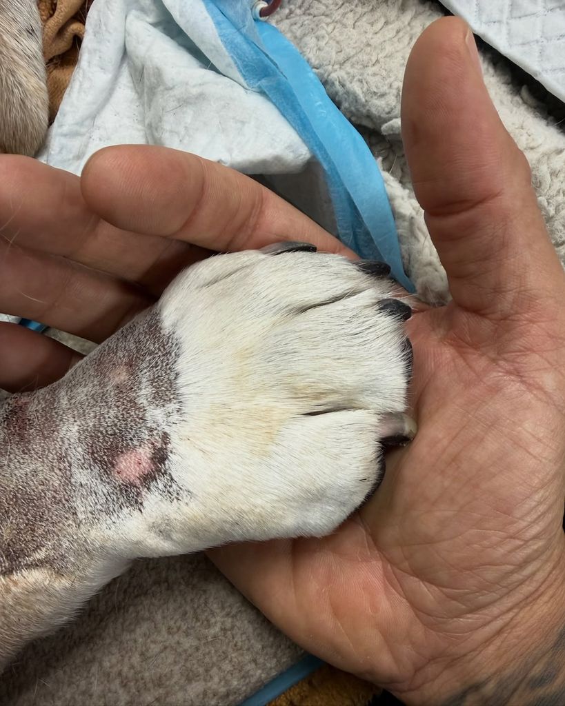 Lewis Hamilton reveló que su perrito Roscoe murió en sus brazos.
