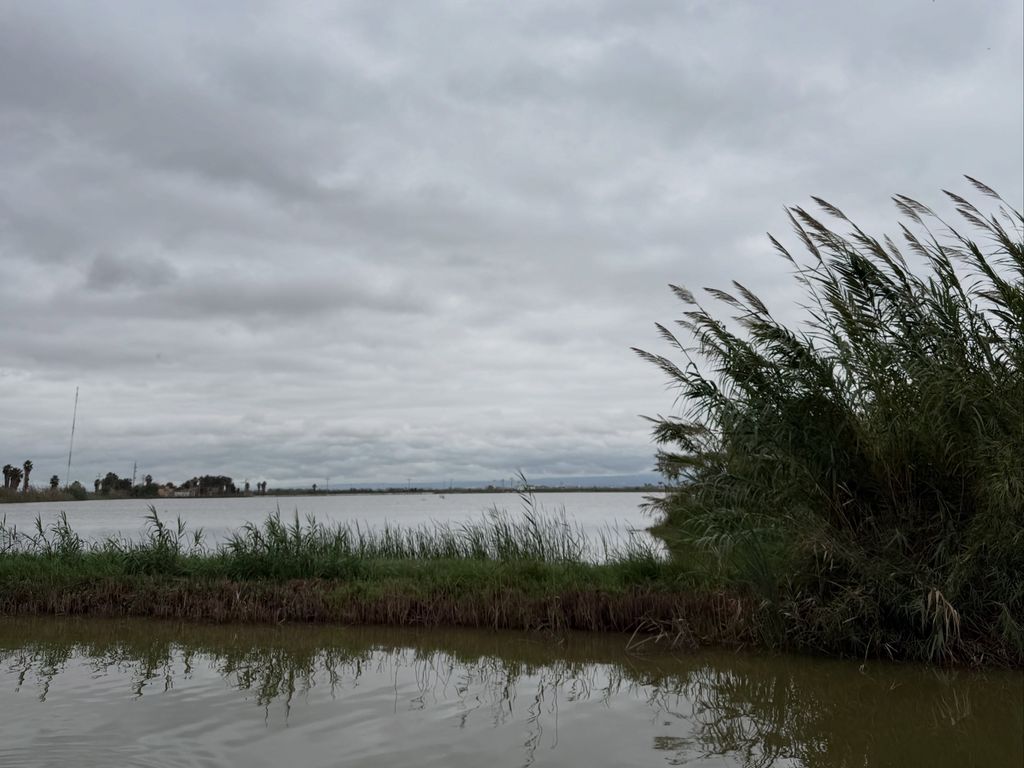 La Albufera es el lago de agua dulce más grande de España, y un importante humedal donde se refugian aves de hasta 300 especies diferentes