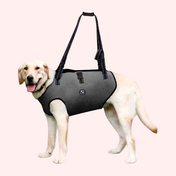 EL MEJOR PARA PERROS MAYORES: Coodeo Arnés de elevación