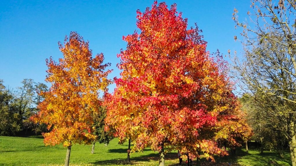 El liquidámbar (‘Liquidambar styraciflua’) conviene plantarlo en otoño