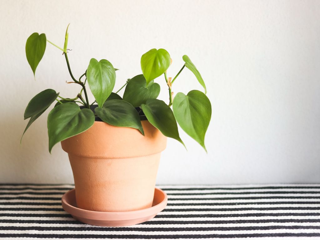 Philodendron hederaceum