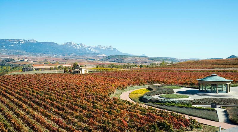Bodegas-Vivanco-en-vendimia
