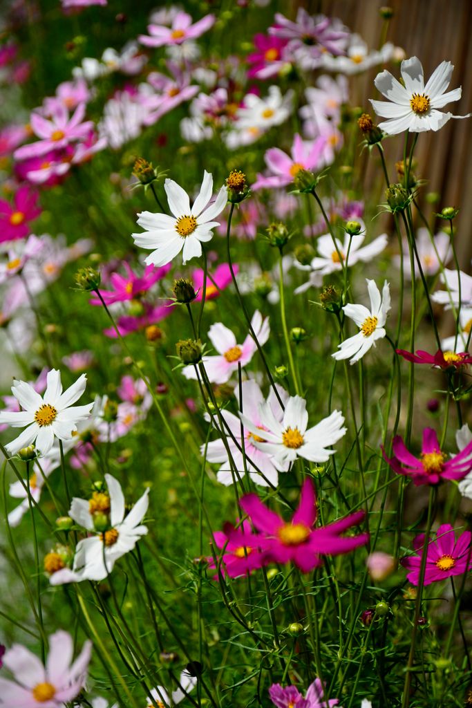Grupo de flores de Cosmos bipinnatus