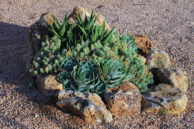 Las mejores ideas para diseñar un jardín de rocas