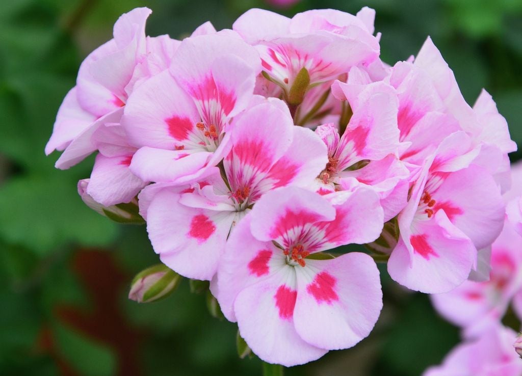 Flores de geranio