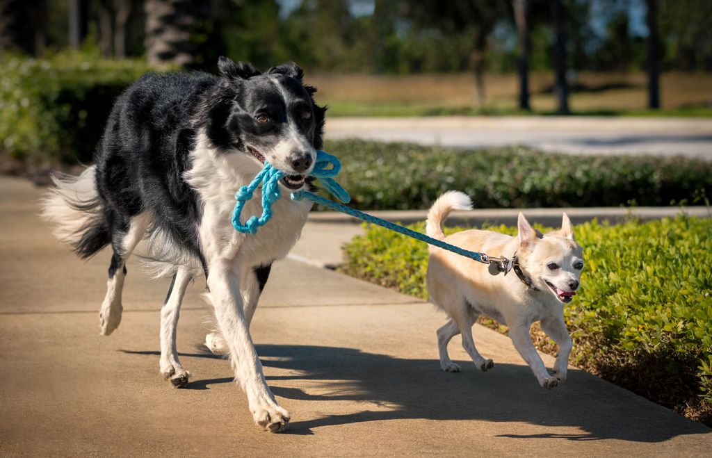 Un Border Collie pasea a un Chihuahua