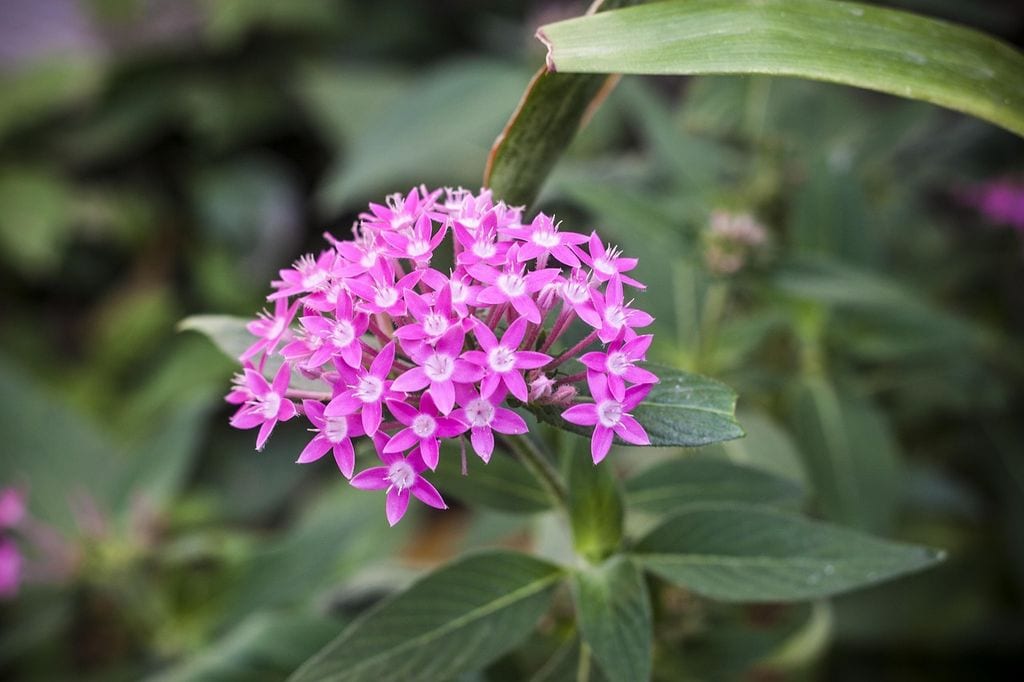 Pentas lanceolata