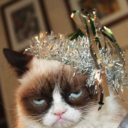 Real Grumpy Cat se hizo viral por sus caras de enfado