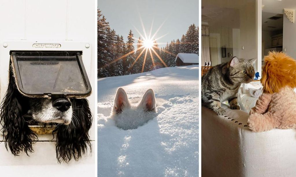 6. Sarah-Haskell_Not-Just-For-Cats-Collage-U58451732180ZId