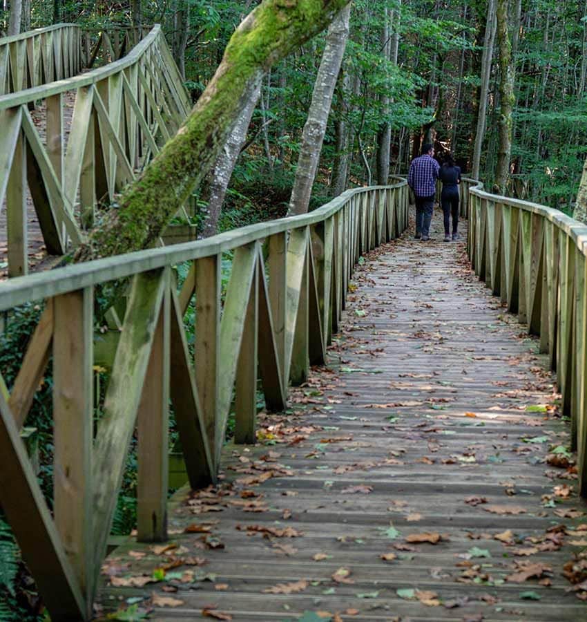 Bosque de secuoyas gigantes de Cabezón de la Sal, Cantabria