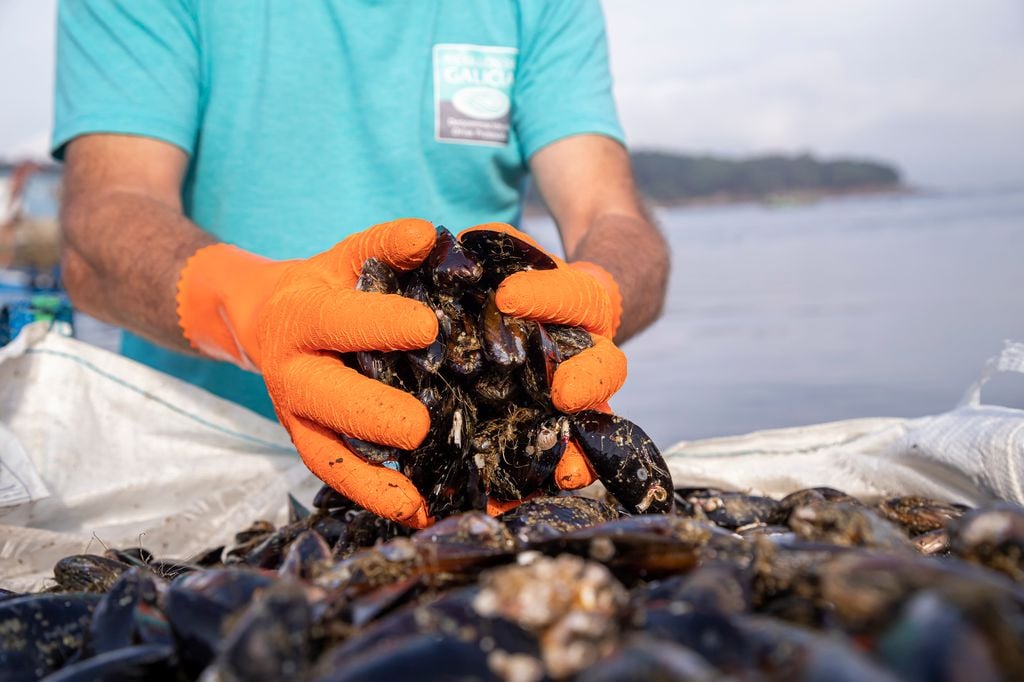 Mexillón de Galicia fue el primer producto del mar en Europa en conseguir la Denominación de Origen Protegida.