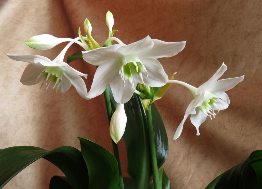 Eucharis amazonica
