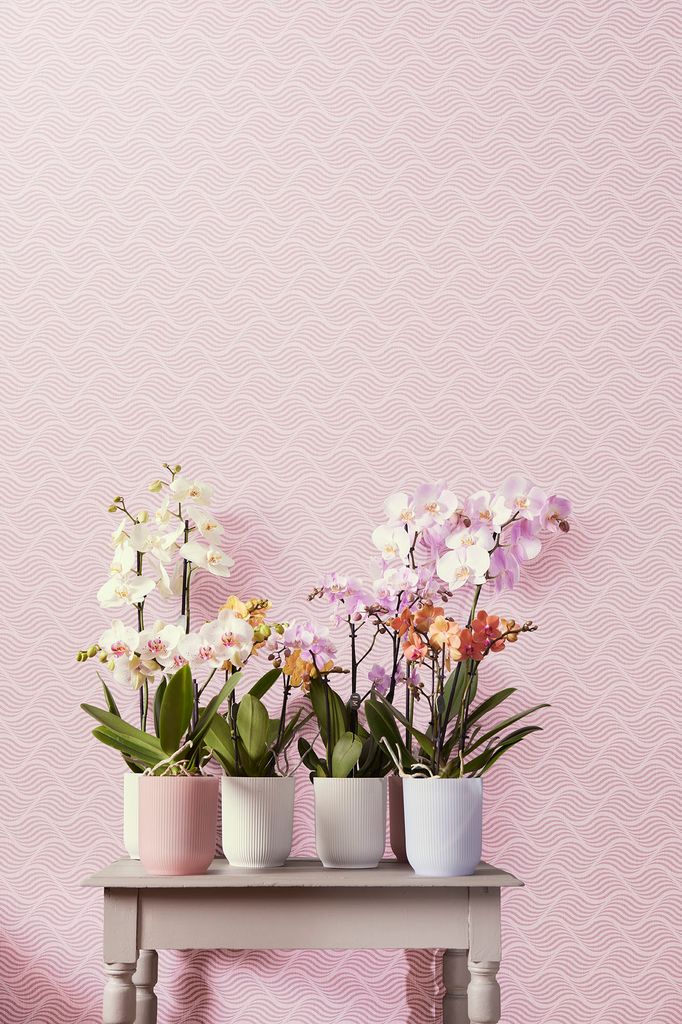 Orquídeas en maceta