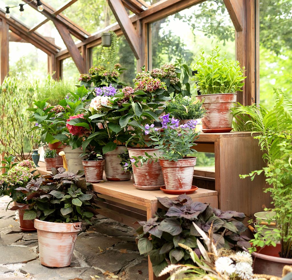 Conjunto de plantas de exterior