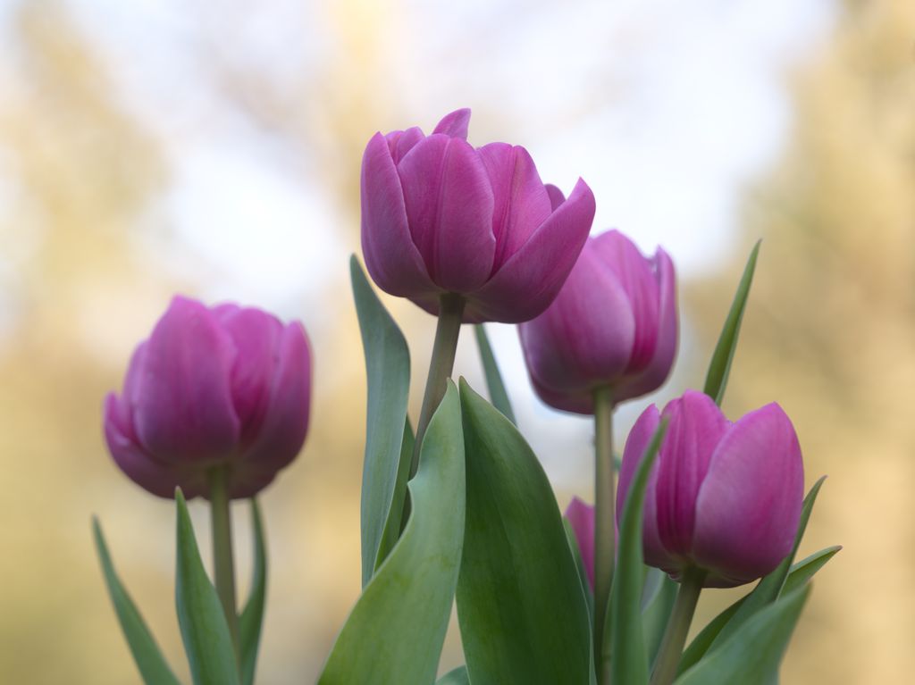 Tulipán 