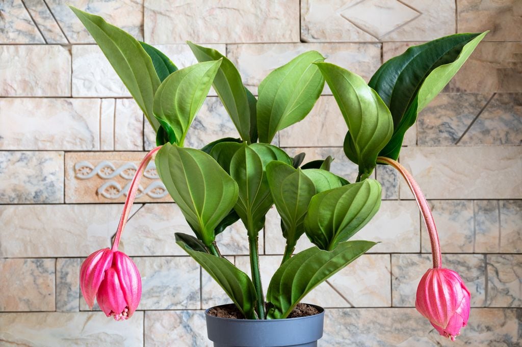 Medinilla de flores colgantes u orquídea de Malasia (‘Medinilla magnifica’), una exótica planta tropical 