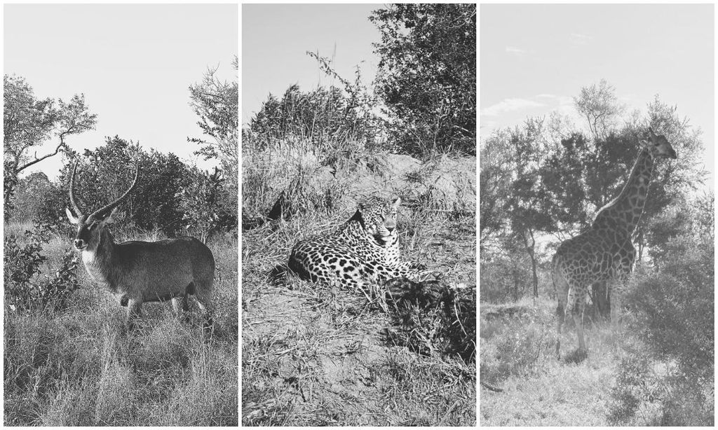 tamara falc e inigo onieva en su luna de miel en sud frica