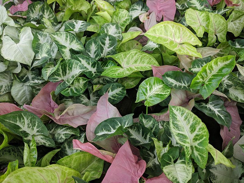 Cómo cultivar el Singonio, una planta de interior resistente y decorativa