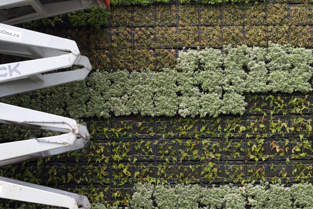 Instalación de un muro vegetal