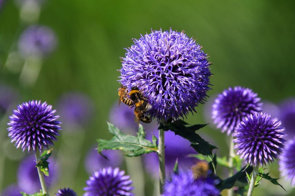 Cardo yesquero (‘Echinops ritro’)