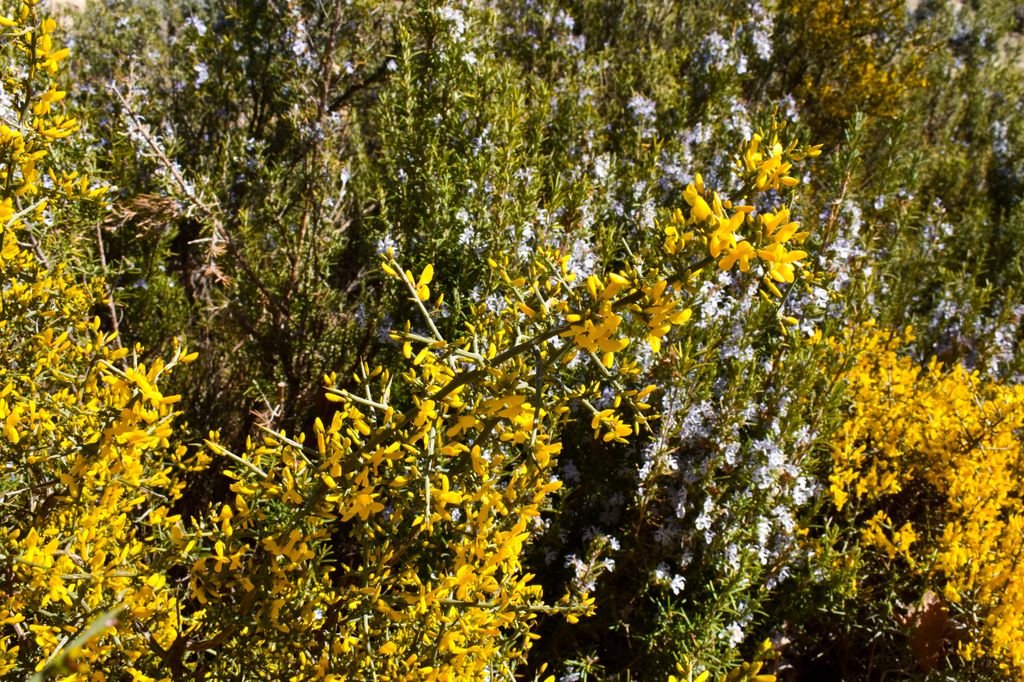 Genista, una flor silvestre fragante de flores amarillas