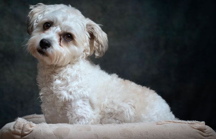 Perro cavachon blanco posando