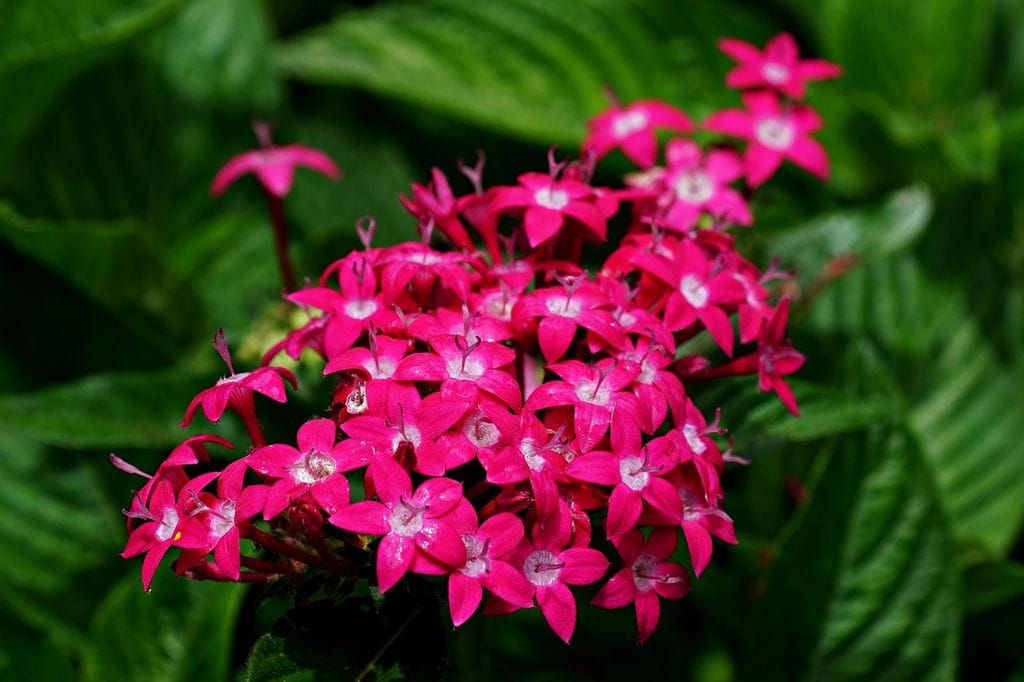 Pentas lanceolata