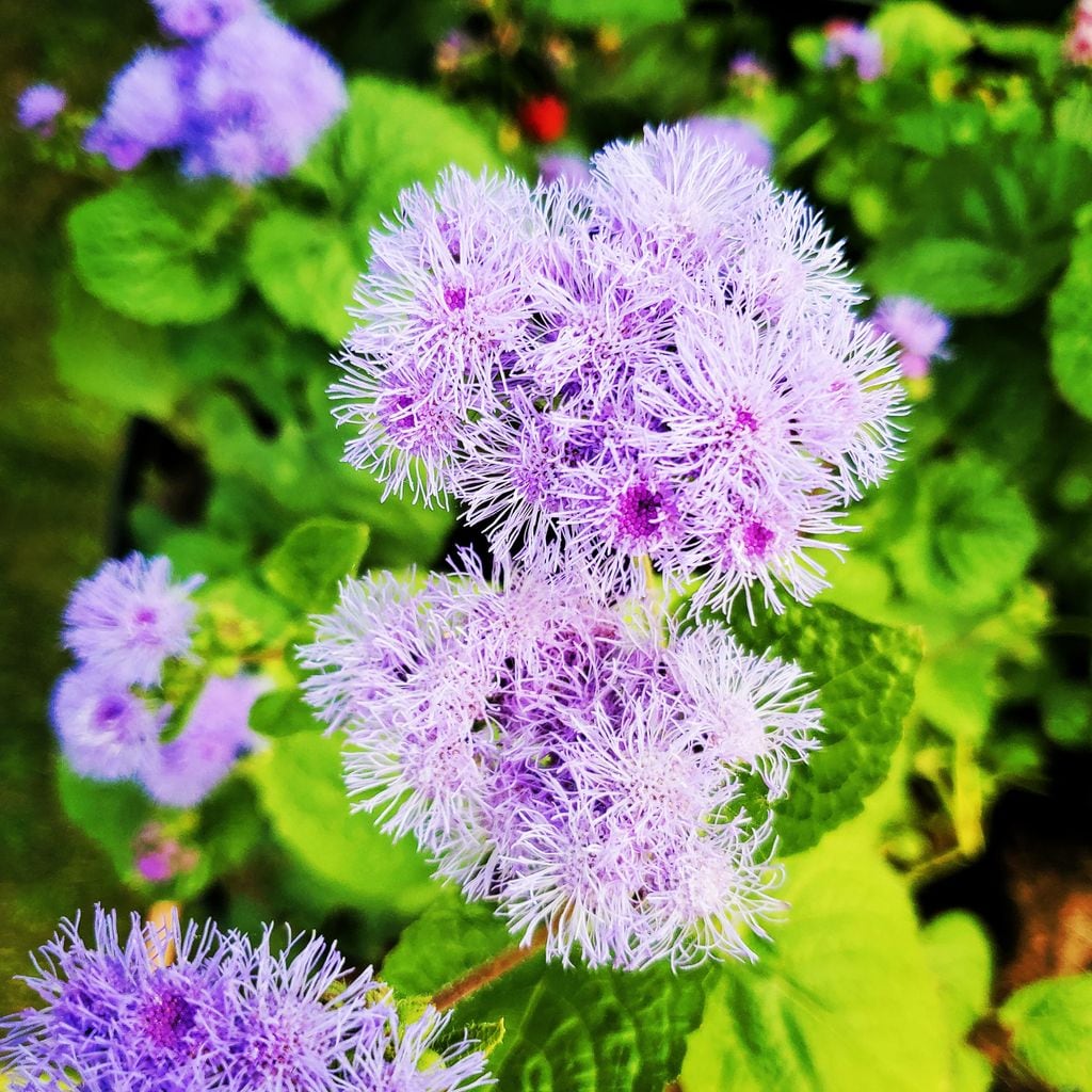Agérato en maceta, en concreto la variedad Ageratum houstonianum ‘Blue Mink’